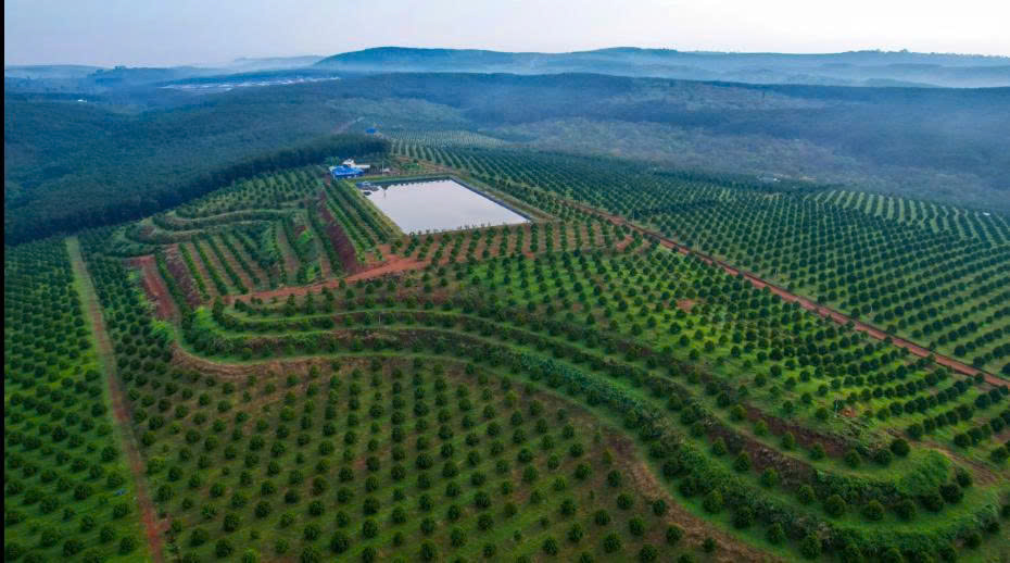 TOUR 1 NGÀY | QUEEN FARM PLUS – TRẢI NGHIỆM HÁI TRÁI CÂY