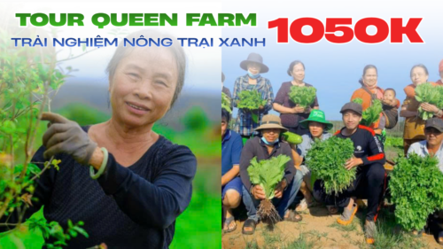 TOUR 1 NGÀY | QUEEN FARM PLUS – TRẢI NGHIỆM HÁI TRÁI CÂY